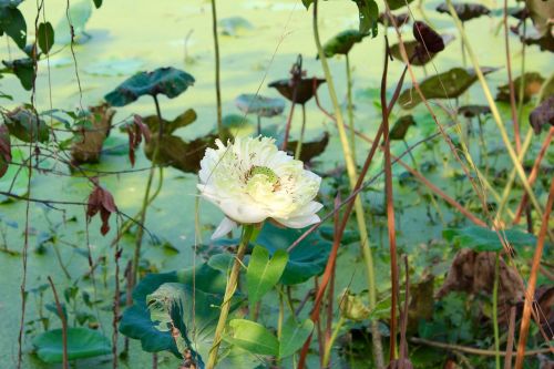 lotus leaves blossom