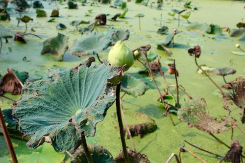 lotus leaves aquatic plant