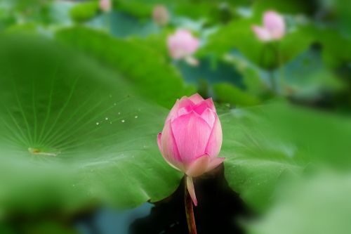 lotus summer plant