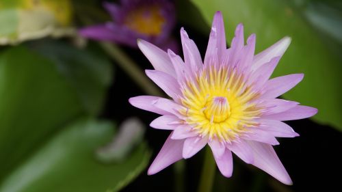 lotus purple lotus water