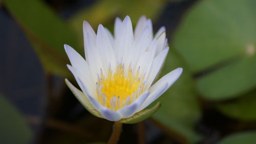 lotus nature flowers