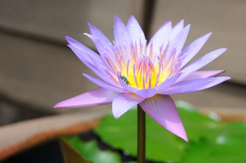lotus small insects flower