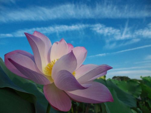 lotus flower bloom