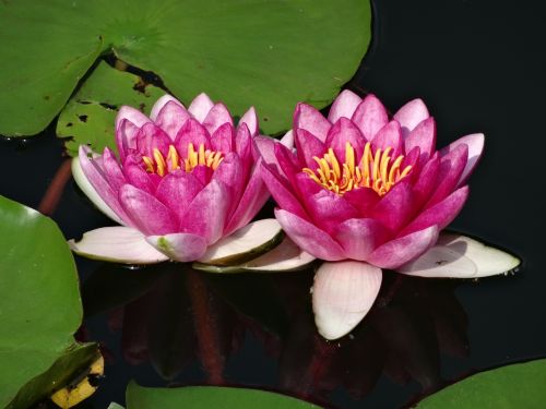lotus water lily pink