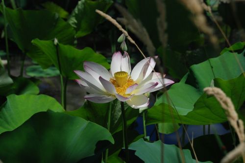 lotus flower leaf
