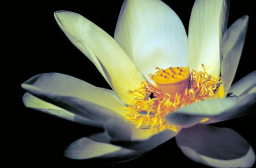 lotus white yellow