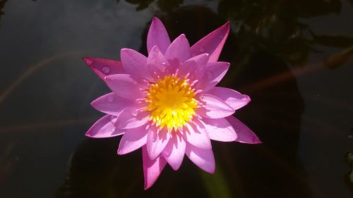 lotus purple flower
