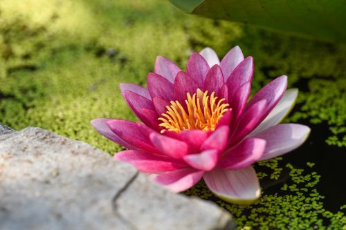 lotus water lily pink