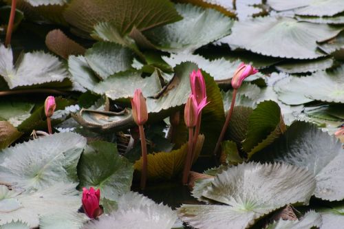 lotus flower rosa