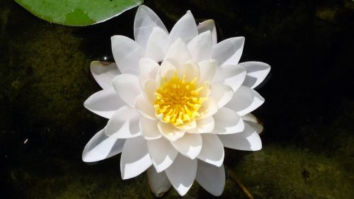 lotus floating white