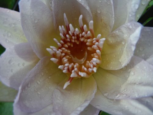 lotus white drops