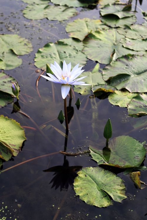 lotus gwangokji flowers