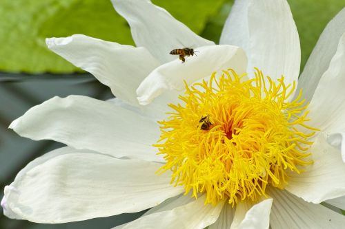 lotus bee yellow