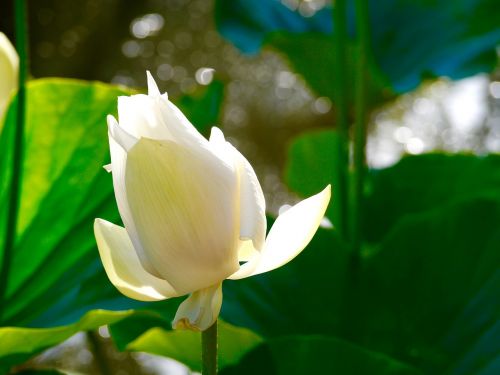 lotus white green