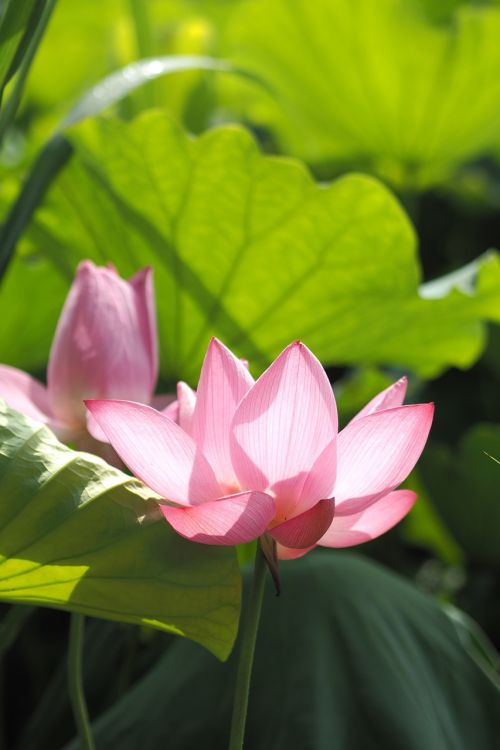 lotus morning flower