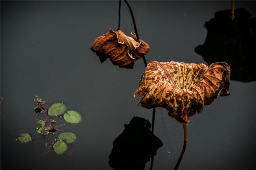 lotus withered water