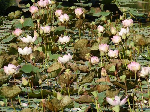 lotus vietnam asia