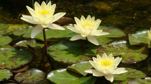 lotus waterlily floating