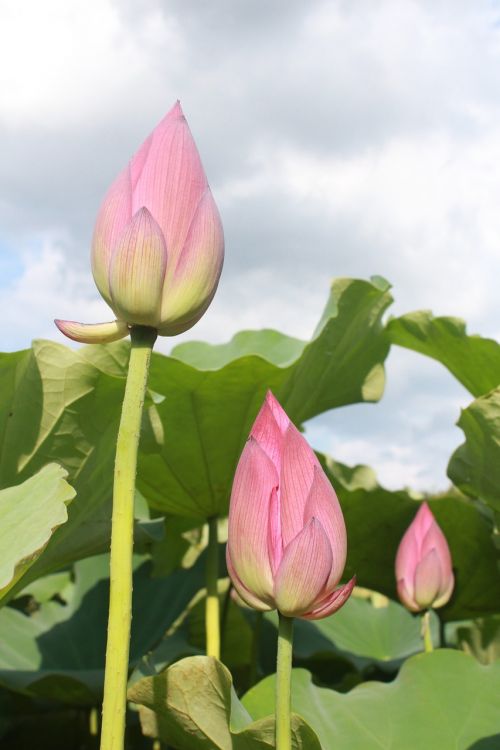 lotus bud green leaves