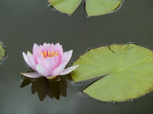 lotus aquatic plant plant