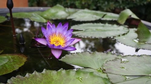 lotus flowers aquatic plants