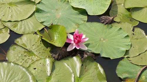 lotus flowers aquatic plants