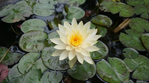 lotus flowers aquatic plants