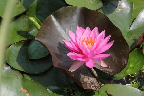 lotus flowers summer