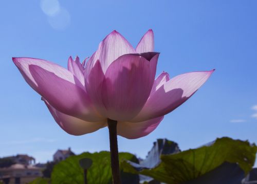 Lotus