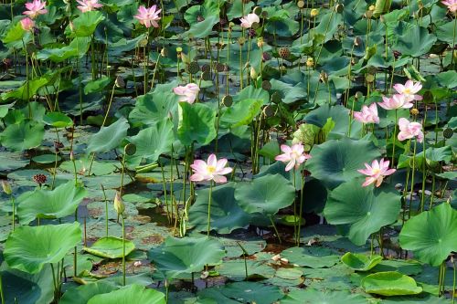 lotus pink flower