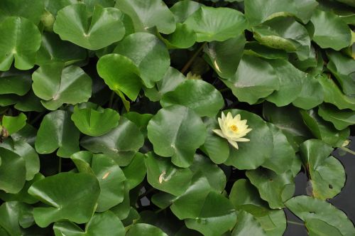 lotus white lotus flower