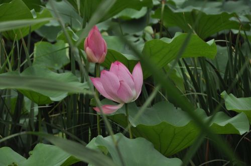 lotus flower plant