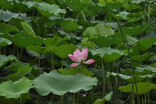 lotus flower plant