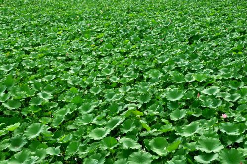 lotus flower plant