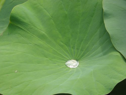 lotus swamp pond