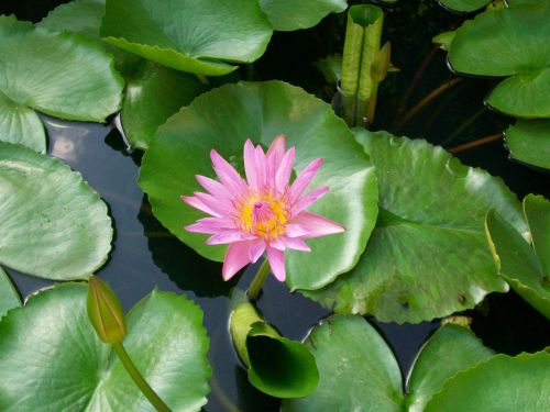 lotus flower thailand