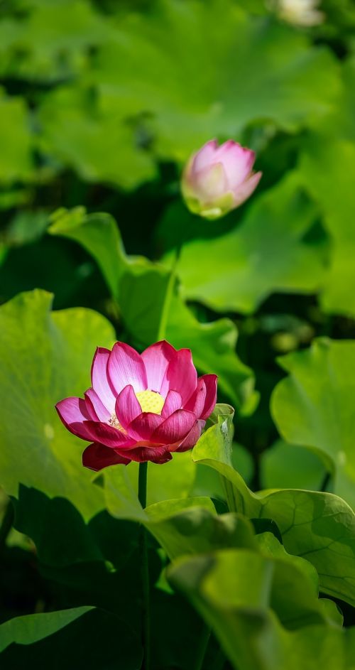 flower lotus enough