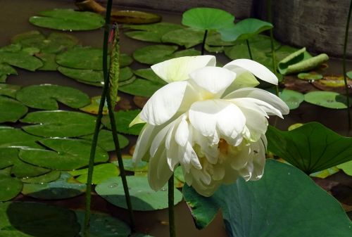 lotus flower white