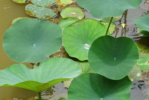 lotus leaves white