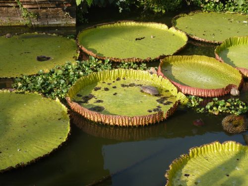 lotus asia meditation