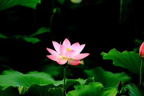 lotus pond hd