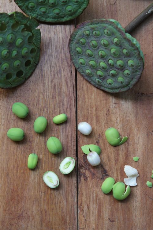 lotus seed green