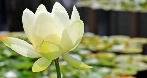 lotus lotus flower lotus blossom