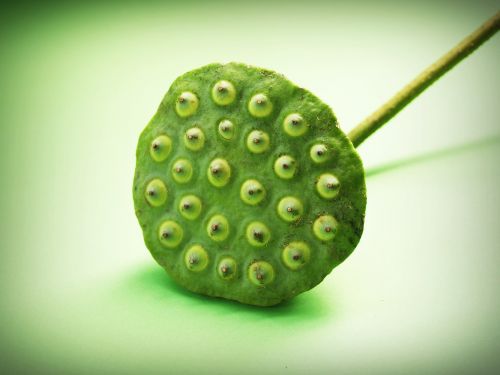 lotus seed flower