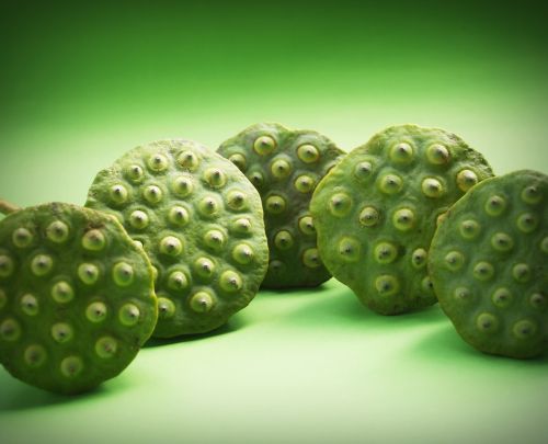 lotus seed flower