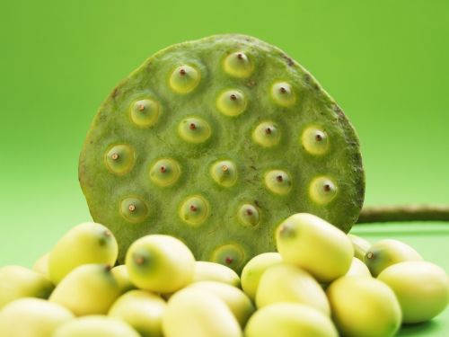 lotus seed flower