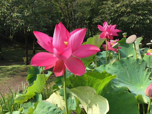 lotus pond properties