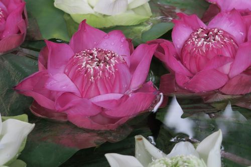 lotus flower aquatic plant