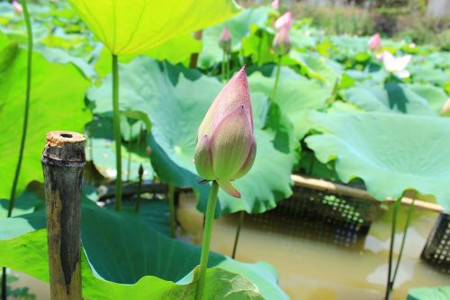 lotus lotus leaf he tang