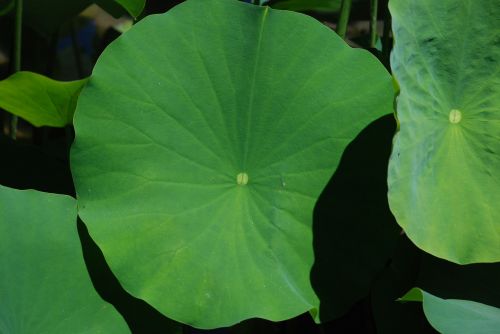 lotus leaf nature